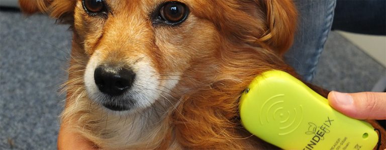 Hunde.de Hunde.de beschäftigt sich mit Themen rund um Hunde wie