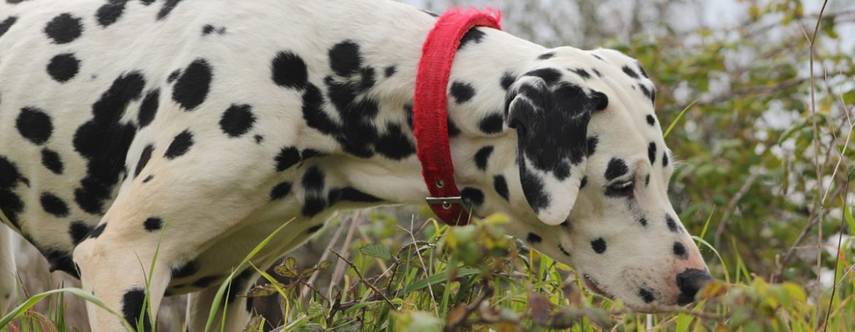 Hunde.de Hunde.de beschäftigt sich mit Themen rund um Hunde wie