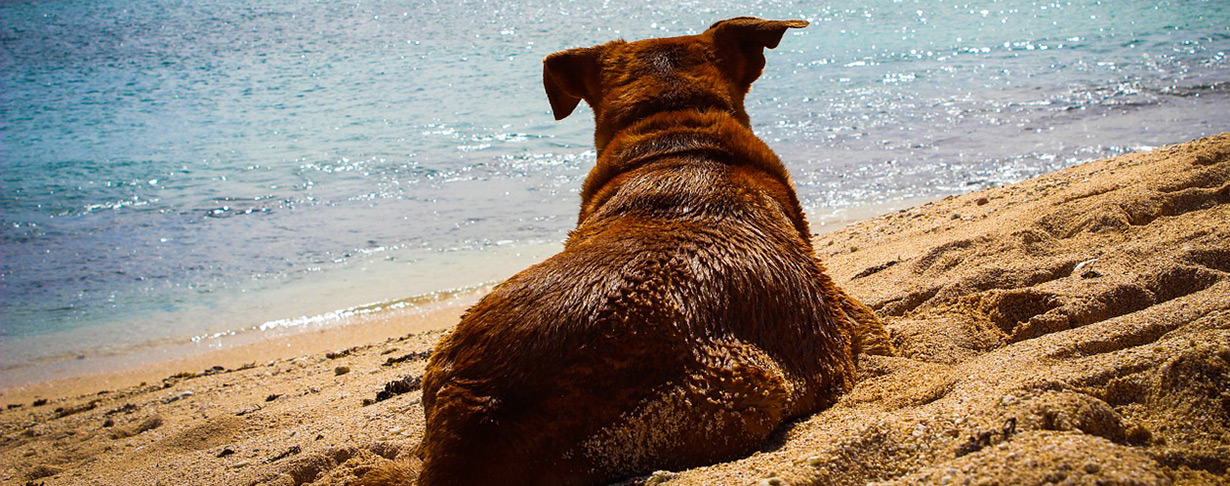 Mit dem Hund durch Australien reisen: Die besten Tipps