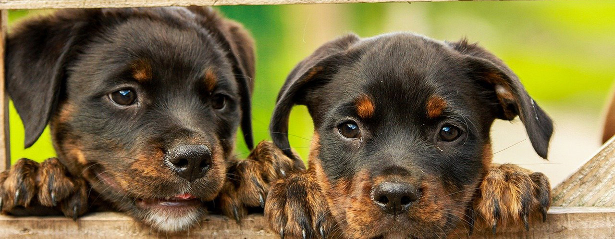 Hundekauf: kühler Kopf vor heißem Herz