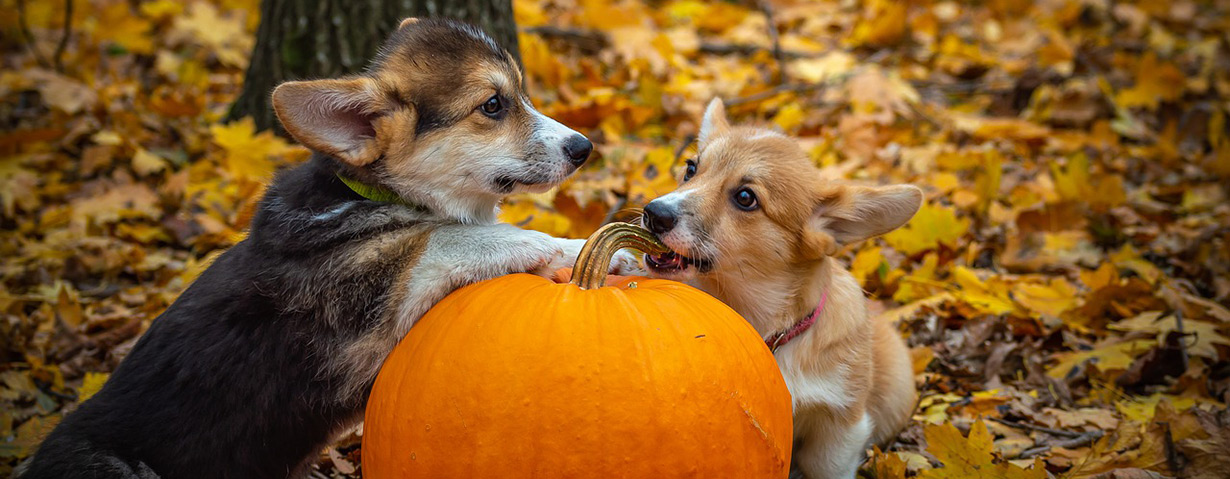 So wird Halloween tierfreundlich: PETA-Expertin gibt Tipps