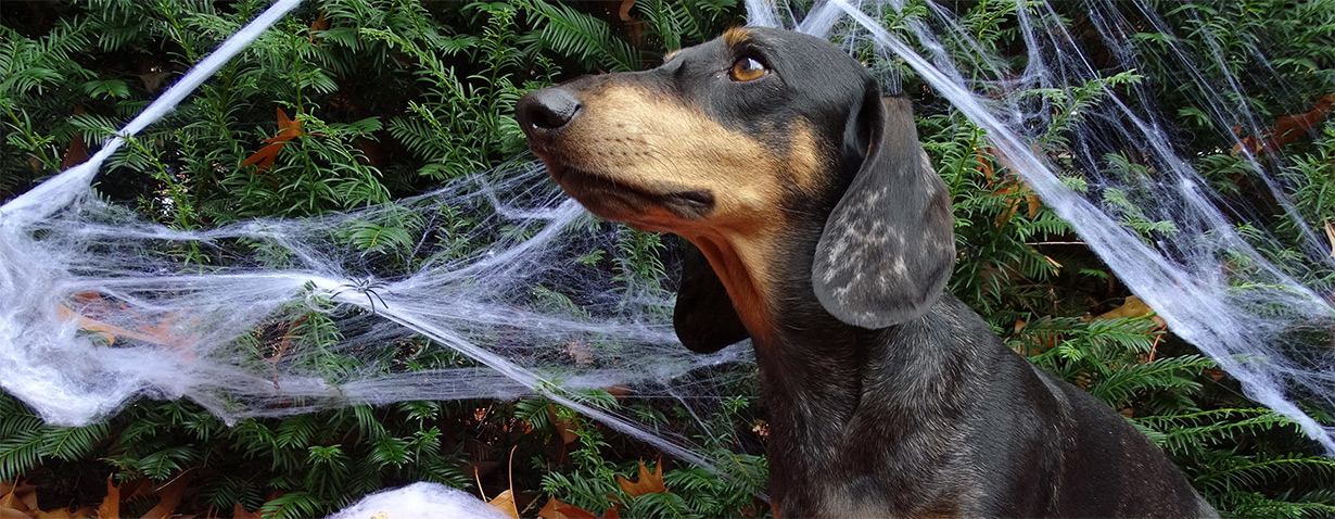 Halloween: auch für Heimtiere zum Fürchten