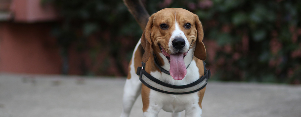 Kostenloses Info-Paket: „Mein Hund aus dem Tierschutz“
