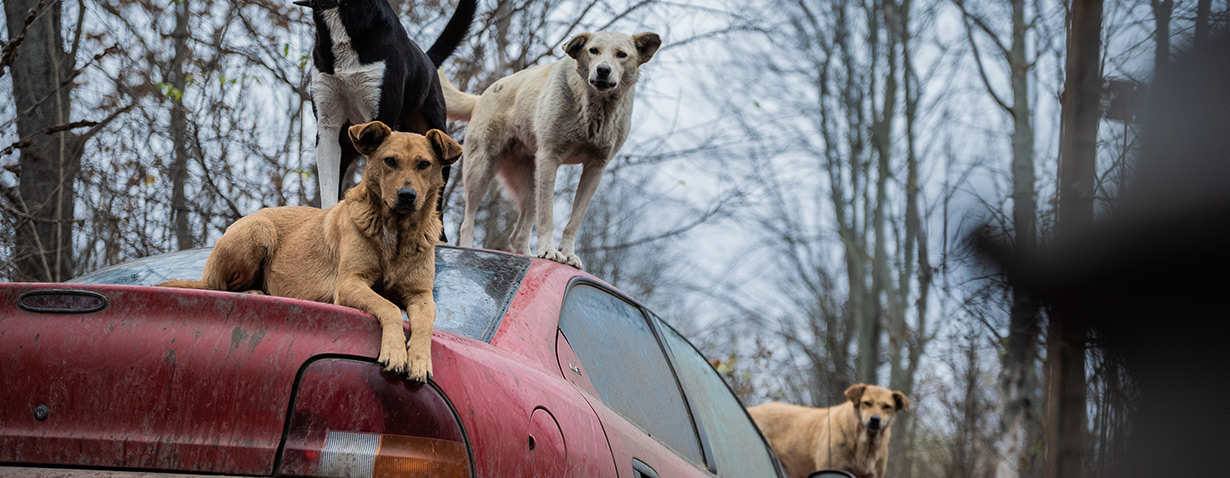 VIER PFOTEN leistet Soforthilfe für Streunerhunde in Moldawien: „Die Misshandlungen und das Leid sind massiv“