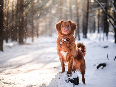 Lange Spaziergänge durch die verschneite Natur erfreuen Hund und Halter.
