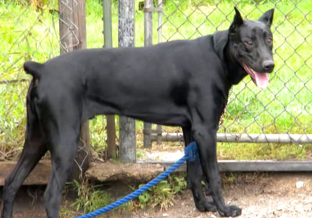 Canis Panther