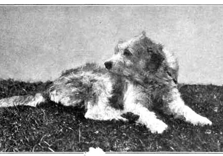 Stichelhaariger Bosnischer Laufhund - Barak